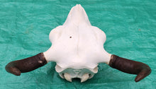 Load image into Gallery viewer, Buffalo Skull - UPPER Skull