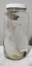 Load image into Gallery viewer, Ermine (Short-Tailed Weasel) - Wet Specimen - WWS1002