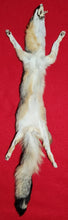 Load image into Gallery viewer, Grey Fox - HAS FEET AND CLAWS - GFX1003