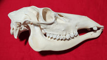 Load image into Gallery viewer, Large Cow Elk Skull - CES1007