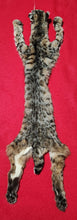 Load image into Gallery viewer, Idaho Tom Bobcat - HAS FEET AND CLAWS - BCH1014