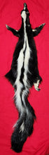 Load image into Gallery viewer, Large Skunk Hide - HAS FEET AND CLAWS - SNK1007