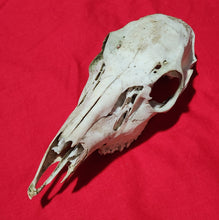 Load image into Gallery viewer, Large Whitetail Deer Doe Skull - Nature Cleaned - DES1008