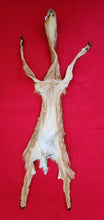 Load image into Gallery viewer, White-Tail Deer Hide - FAWN - Hooves Attached