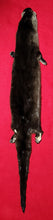 Load image into Gallery viewer, River Otter - Taxidermy Quality - OTR1004