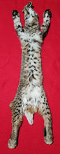 Load image into Gallery viewer, Idaho Tom Bobcat - Taxidermy Quality - BCH1015