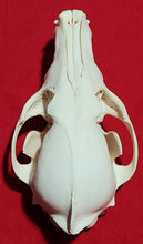 Load image into Gallery viewer, LM Coyote Skull - CYS1012