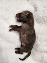 Load image into Gallery viewer, Coyote Pups - Wet Specimens