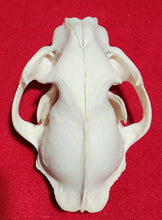 Load image into Gallery viewer, Large Cougar Skull - MLS1020
