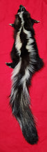Load image into Gallery viewer, Medium Skunk Hide - Taxidermy Quality - SNK1010