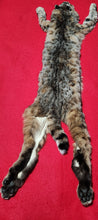 Load image into Gallery viewer, Idaho Tom Bobcat - Taxidermy Quality - BCH1010