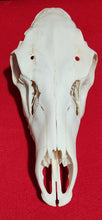 Load image into Gallery viewer, XL Cow Elk Skull - UPPER Skull - CES1006