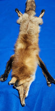Load image into Gallery viewer, Red Fox - Taxidermy Quality - RFX1004