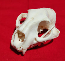 Load image into Gallery viewer, XL Cougar Skull - MLS1022