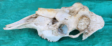 Load image into Gallery viewer, Bull Moose Skull - Nature Cleaned - CMS1002