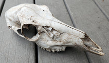 Load image into Gallery viewer, Large Whitetail Deer Doe Skull - Nature Cleaned - DES1006