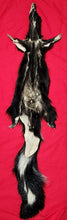 Load image into Gallery viewer, Large Skunk Hide - HAS FEET AND CLAWS - SNK1007