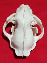 Load image into Gallery viewer, XXXL Cougar Skull - MLS1023