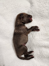 Load image into Gallery viewer, Coyote Pups - Wet Specimens