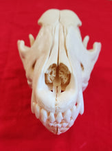 Load image into Gallery viewer, Large Wolf Skull - WLS1008