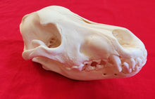 Load image into Gallery viewer, Large Wolf Skull - WLS1008