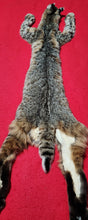 Load image into Gallery viewer, Idaho Tom Bobcat - Taxidermy Quality - BCH1015