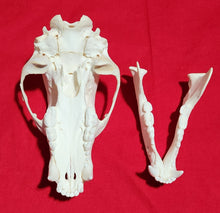 Load image into Gallery viewer, Small Black Bear Skull - BBS1024
