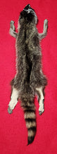 Load image into Gallery viewer, Medium Raccoon Hide - Taxidermy Quality - RAC1015