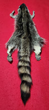 Load image into Gallery viewer, LM Raccoon Hide - HAS FEET AND CLAWS - RAC1016