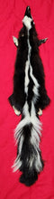 Load image into Gallery viewer, XL Skunk Hide - HAS FEET AND CLAWS - SNK1009