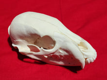 Load image into Gallery viewer, Small Black Bear Skull - BBS1024