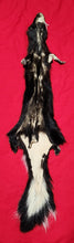 Load image into Gallery viewer, XXL Skunk Hide - Taxidermy Quality - SNK1013