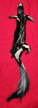 Load image into Gallery viewer, Medium Skunk Hide - HAS FEET AND CLAWS - SNK1012