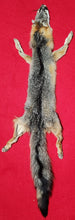Load image into Gallery viewer, Grey Fox - HAS FEET AND CLAWS - GFX1002