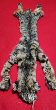 Load image into Gallery viewer, Idaho Tom Bobcat - HAS FEET AND CLAWS - BCH1014