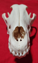 Load image into Gallery viewer, XXXL Wolf Skull - WLS1010
