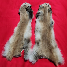 Load image into Gallery viewer, Mountain Lion Front Legskins w/ Feet and Claws - MTL1019D2
