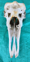 Load image into Gallery viewer, Bull Moose Skull - Nature Cleaned - CMS1002