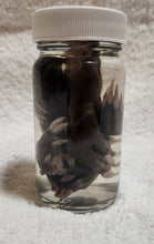 Load image into Gallery viewer, Animal Feet/Paws - Wet Specimens
