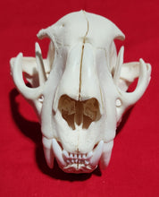 Load image into Gallery viewer, XXXL Cougar Skull - MLS1023