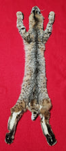Load image into Gallery viewer, Idaho Bobcat - Taxidermy Quality - BCH1018