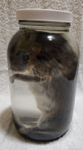 Load image into Gallery viewer, Packrat - Wet Specimen