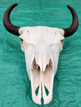 Load image into Gallery viewer, Buffalo Skull - UPPER Skull