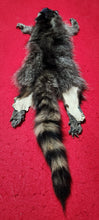 Load image into Gallery viewer, Small Raccoon Hide - HAS FEET AND CLAWS - RAC1017