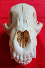 Load image into Gallery viewer, XS Black Bear Skull - SUBADULT - BBS1022