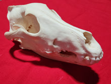 Load image into Gallery viewer, XXXL Wolf Skull - WLS1010