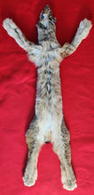 Load image into Gallery viewer, Canadian Lynx - Taxidermy Quality - LYX1002