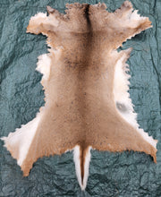 Load image into Gallery viewer, Whitetail Deer Hide - WTDR1008