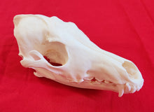 Load image into Gallery viewer, Large Coyote Skull - CYS1007