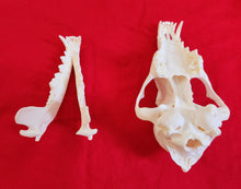 Load image into Gallery viewer, Large Coyote Skull - CYS1007